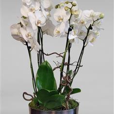 Orchid Arrangement