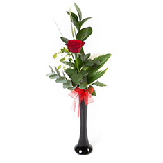 Single Red Rose in Vase